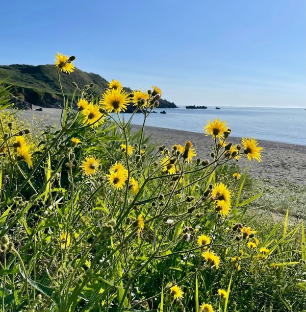 Godrevy beach